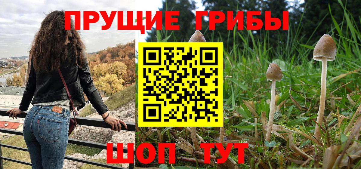 Псилоцибиновые грибы Cubensis Котельники